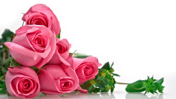 美丽又充满爱意：解析粉玫瑰的花语寓意