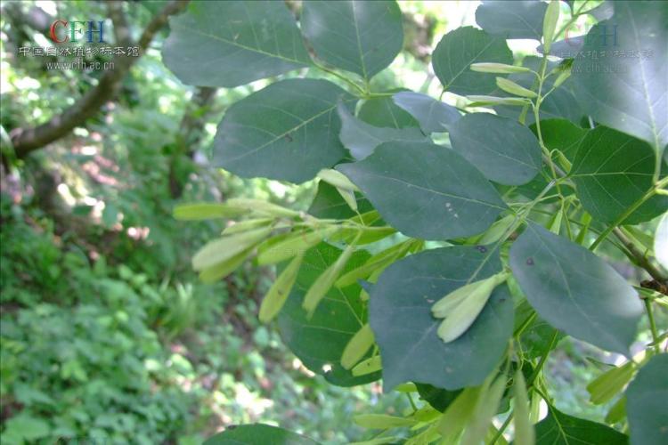 白蜡树品种详解及种植方法