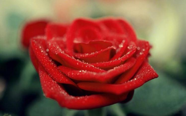美丽的粉红玫瑰，背后的花语是什么？
