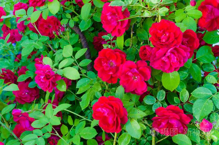 情人节送花保存攻略：如何让玫瑰花更久鲜？