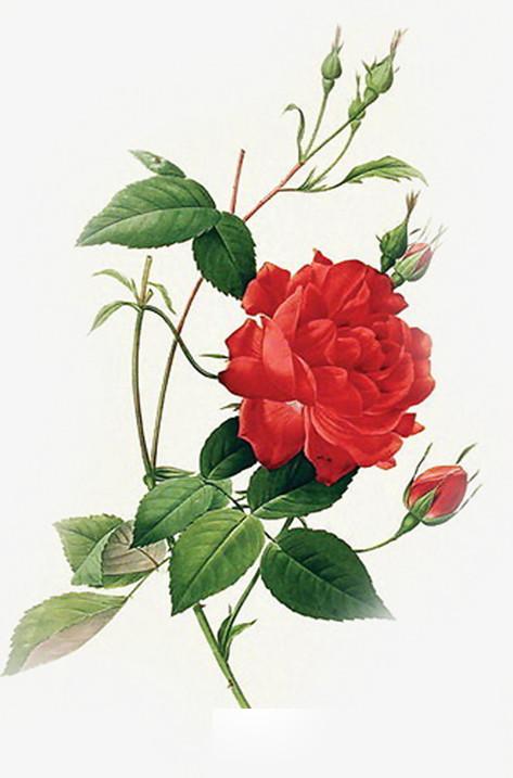 送33朵玫瑰花的注意事项：花礼颜色搭配、花语意义、送礼方式等完全解读