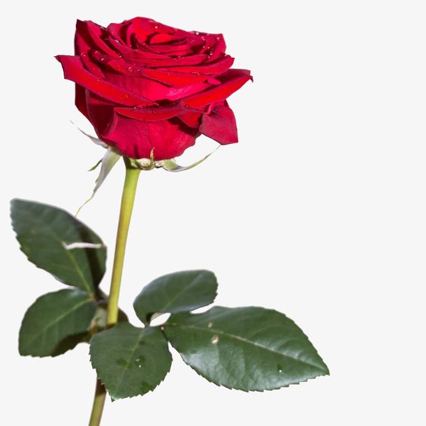 33朵玫瑰花寓意与传统文化渊源：从古代文学艺术到现代时尚元素