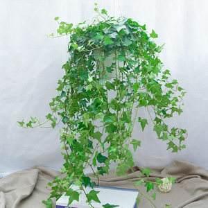 常春藤绿植：如何使它们在你家的阳台上茁壮成长？