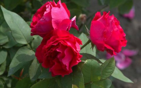 月季和蔷薇：它们到底有什么不同？