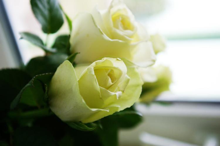 满眼的惊艳！探秘罕见的最美玫瑰花品种