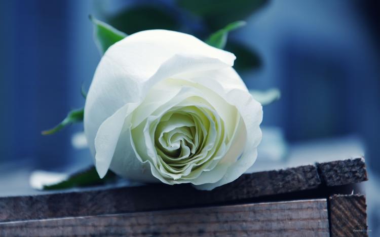 白玫瑰的神秘花语，浪漫的意义引领着你和TA