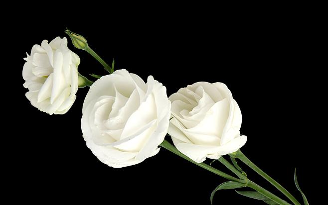 发现白玫瑰的花语-纯洁，浪漫，永恒