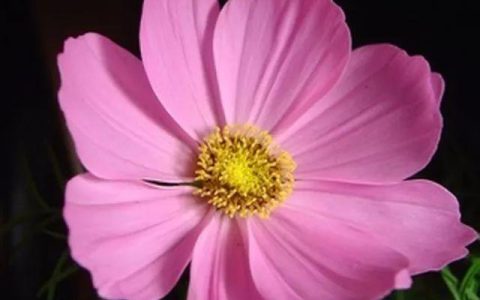 花朵的迷惑：讨论格桑花和波斯菊的相似之处