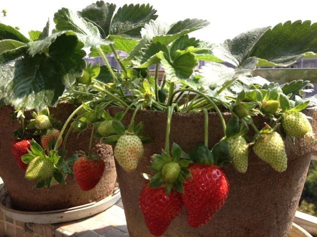 用土球法种植盆栽草莓，一次性了解全过程