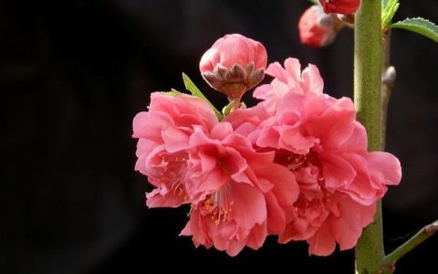碧桃品种：了解这些美丽的花卉