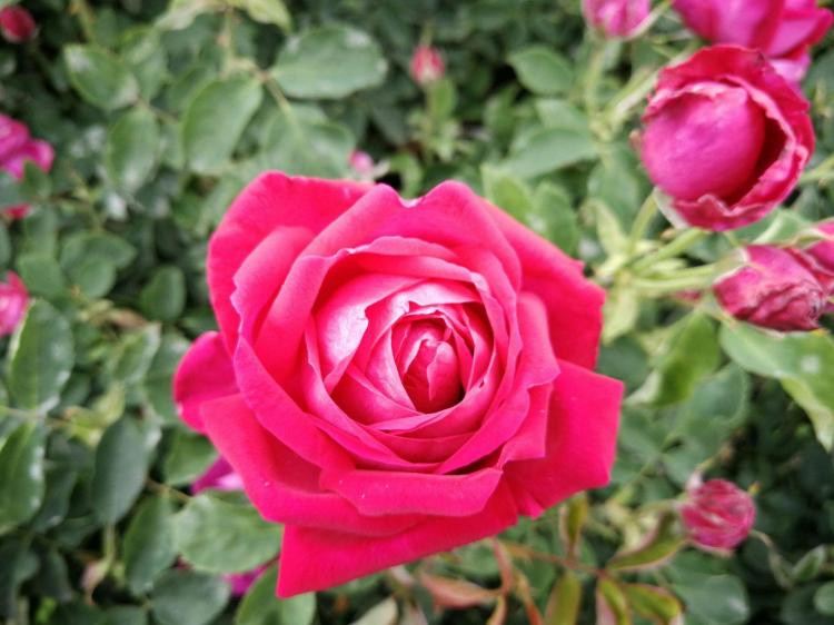 【品种推荐】哪些花卉品种可替代12只玫瑰？
