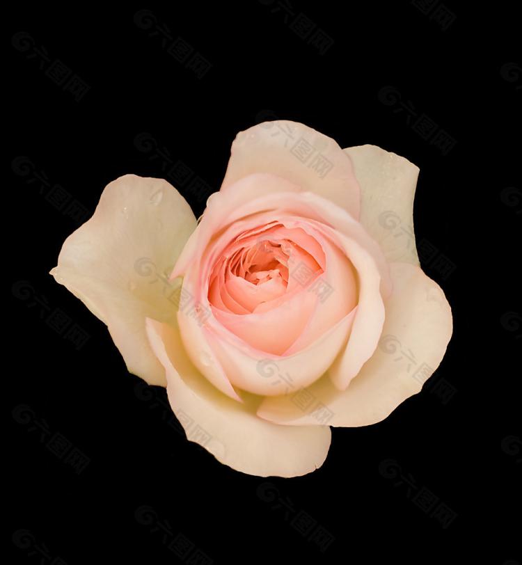 粉玫瑰花几朵代表完美的友谊？教你如何用花语表达！