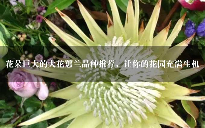 花朵巨大的大花蕙兰品种推荐，让你的花园充满生机