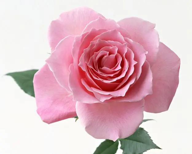 【地中海之恋】用香槟玫瑰传递恋人温馨的情感语言！