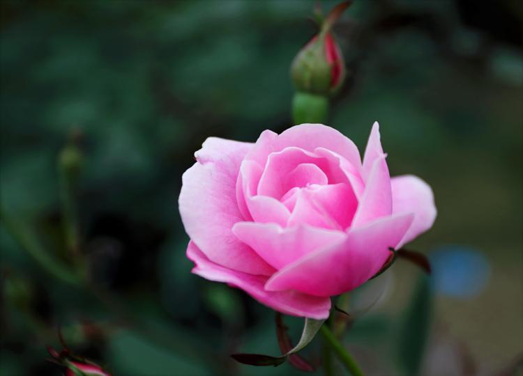 【探秘香槟玫瑰】11朵花的寓意大揭秘！