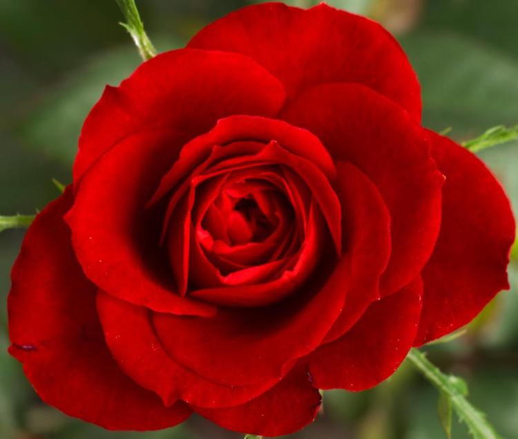 机智的恋人都懂得用11朵红玫瑰表达出自己真正的心意！
