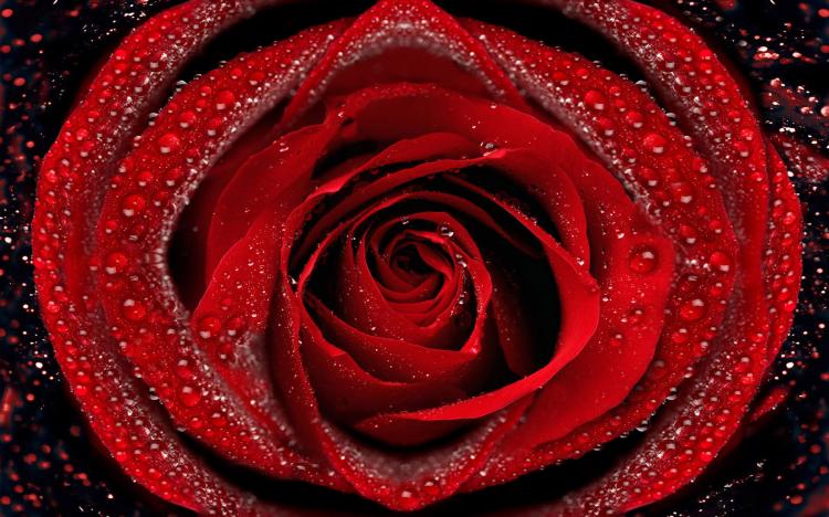 关于红色玫瑰的花语，你所不知道的52朵红玫瑰的含义！