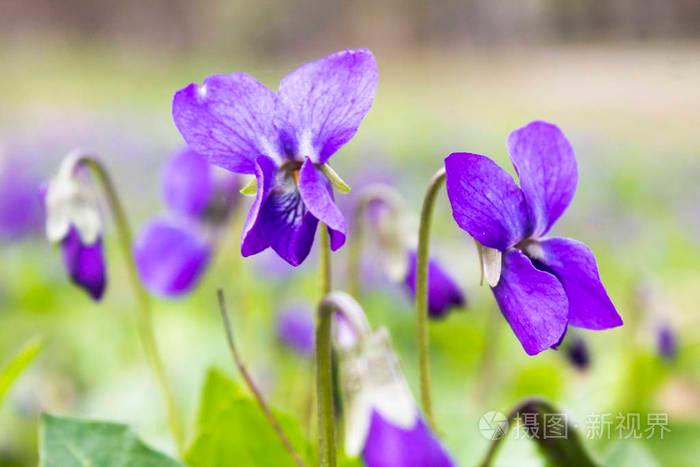 紫色紫罗兰的花语大揭秘！