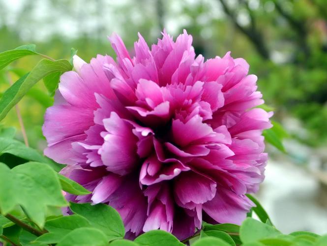 绿牡丹花语的意义，让你更好地了解这种美丽花卉！