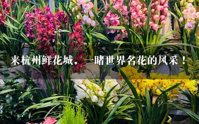 来杭州鲜花城，一睹世界名花的风采！