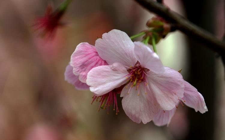 樱花从萌发到全面开花的过程，你了解吗？