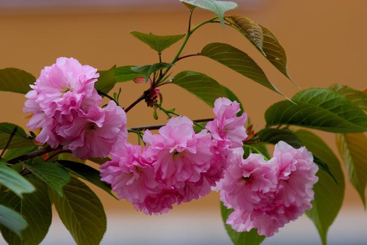 樱花开花的原理和影响因素