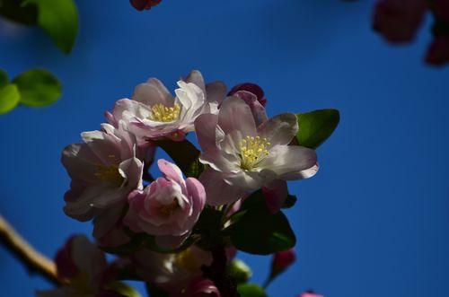 好养又好看的海棠花，让你的庭院更有明信片感