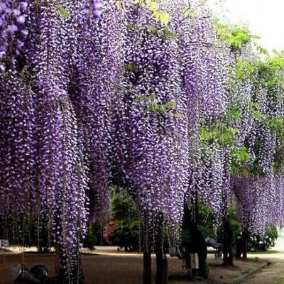 紫藤家园sp社交，让你的花园成为生命的交汇点