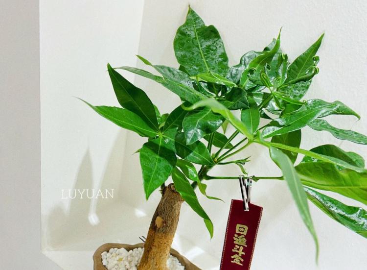 如何正确种植独杆发财树，让你的植物发财！