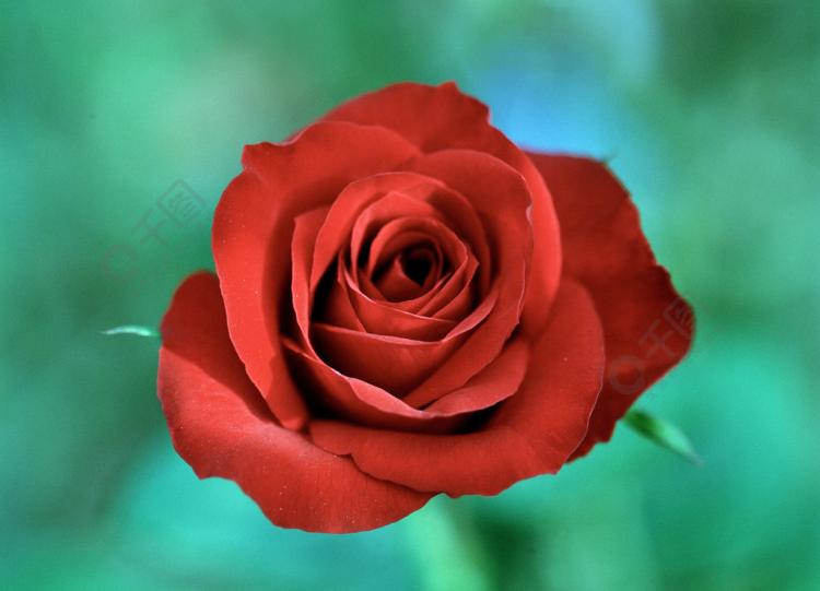 玫瑰花朵数与爱情的联系