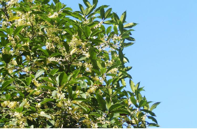 四季桂花树成长高度障碍及解决方法