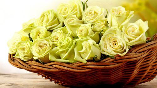 三朵黄玫瑰代表什么祝福？用花语送上你的祝福吧！