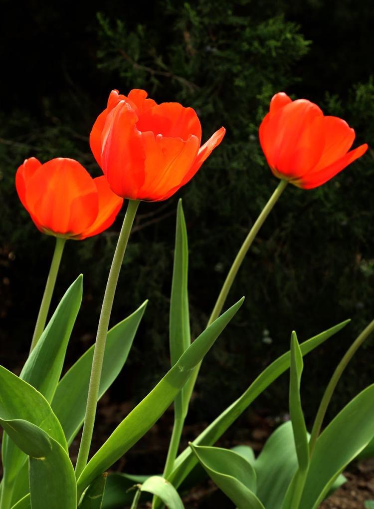 【黑色郁金香】的花型和颜色搭配，让你的花园更加有层次感！
