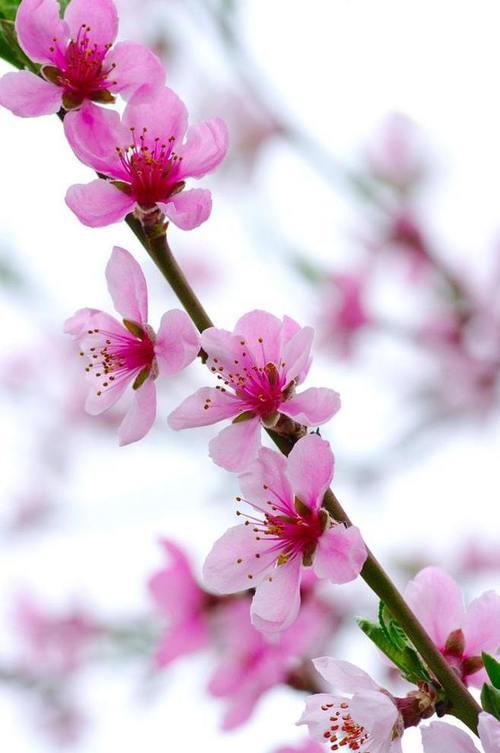寻遍烟雨枫林间，只见桃花满天飞——春日桃花描写诗句欣赏