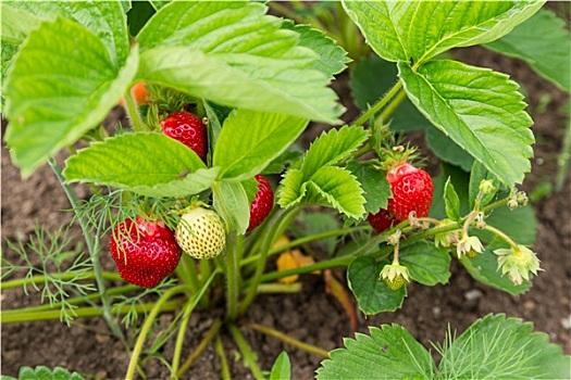草莓生长期间需要注意的问题