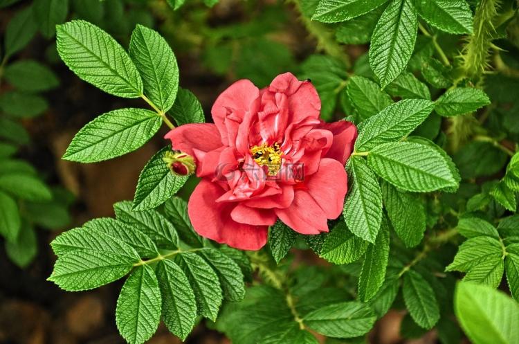花语百科：粉红色玫瑰的花型和意义巧妙结合的诠释