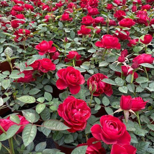 玫瑰花语大全：浪漫粉红色玫瑰的涵义与传说