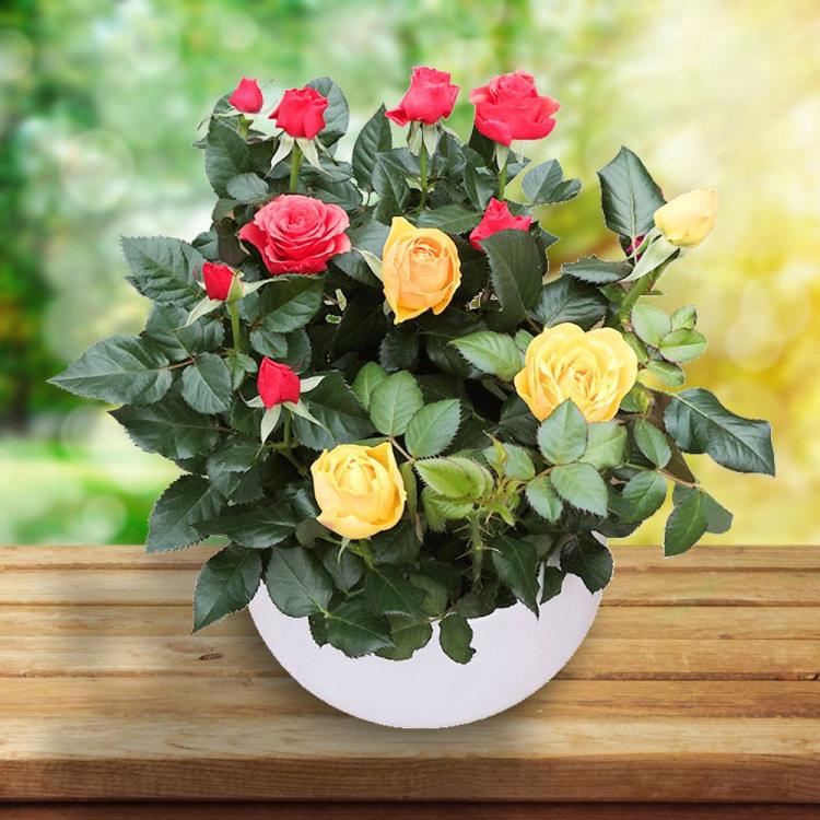 玫瑰花语中的奥秘——7朵玫瑰花惊人的花语含义