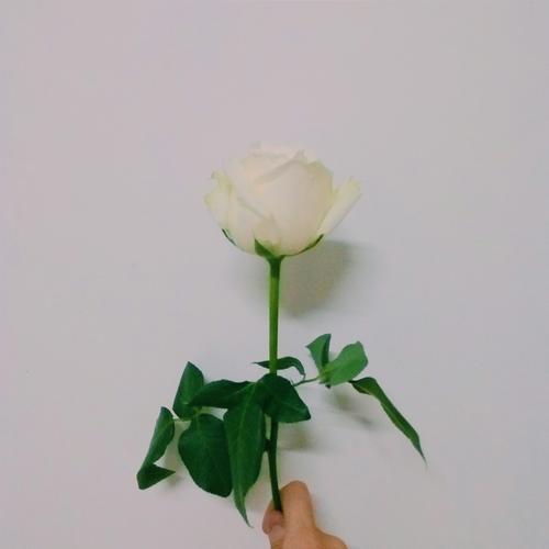 认识白玫瑰，掌握白玫瑰的花语