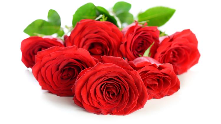 了解粉色12朵玫瑰花语，传递爱意的最佳选择