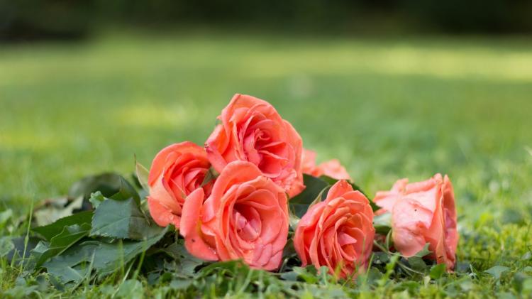 19朵粉玫瑰的魅力：你知道它代表什么吗？