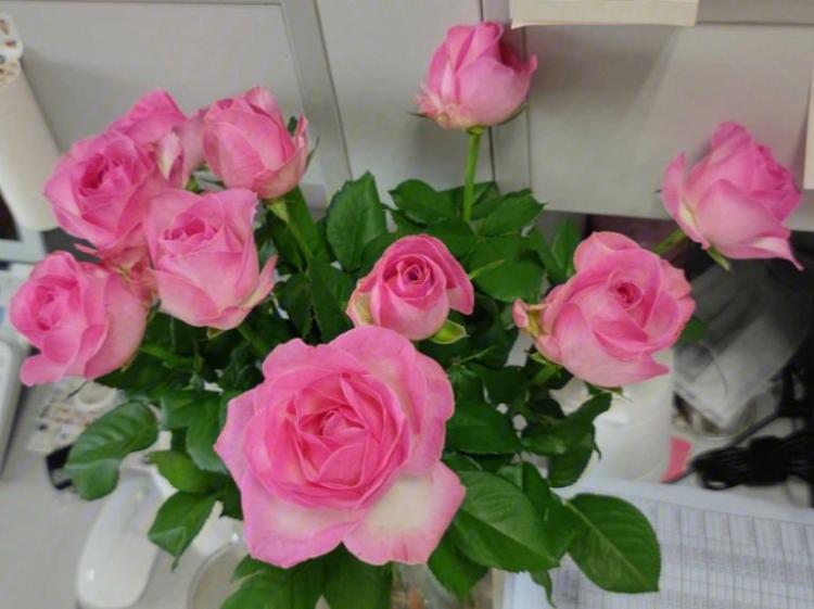 粉色玫瑰花语，感兴趣的快来看看