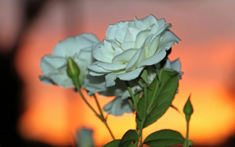 【灰白玫瑰花花语】——敬意和纪念的表达