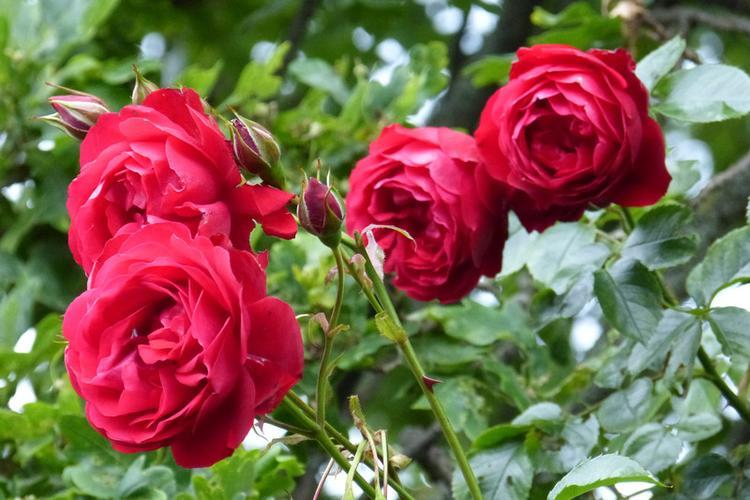 两朵玫瑰花的花语是什么？传递的含义有哪些？