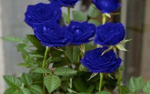 立足本土，传承文化：浅析蓝色玫瑰在中国的发展历史