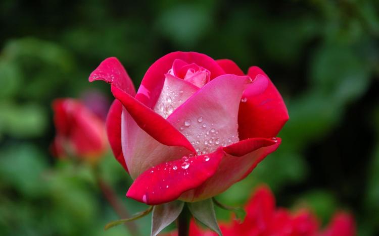 花语程行：玫瑰的多彩意义与不同寓意