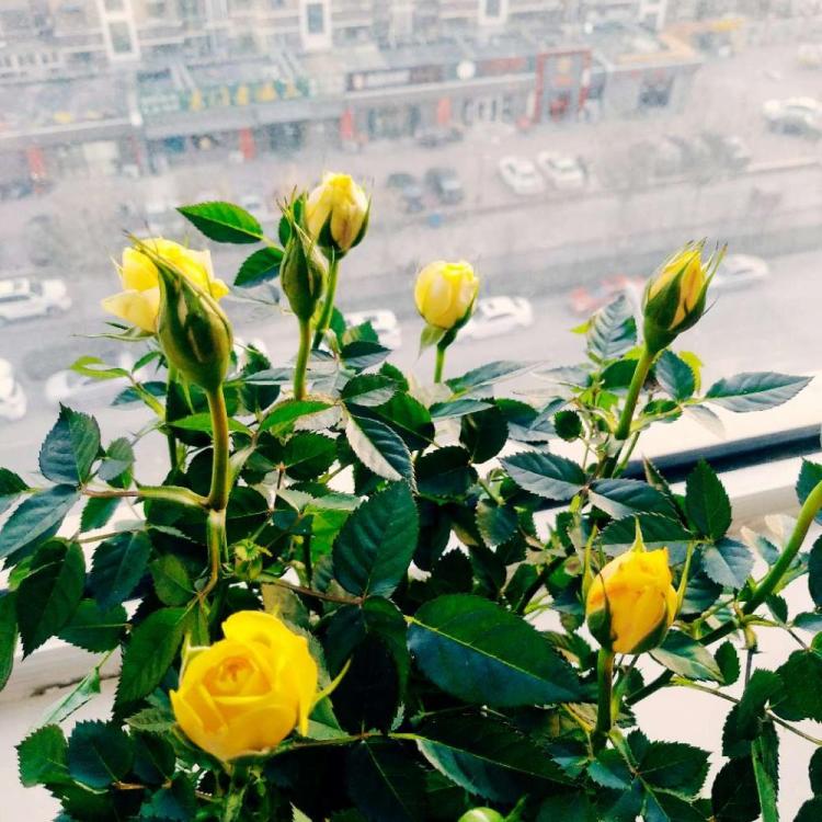 【黄玫瑰十朵的寓意】花开富贵，心想事成！