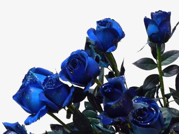 蓝色妖姬33朵花的花语新解，探索出不同的象征与内涵