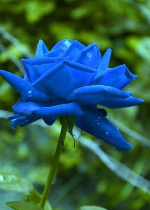 三枝蓝色妖姬的花语，让你探索自然的奥秘