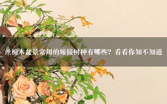 丝棉木盆景常用的嫁接树种有哪些？看看你知不知道